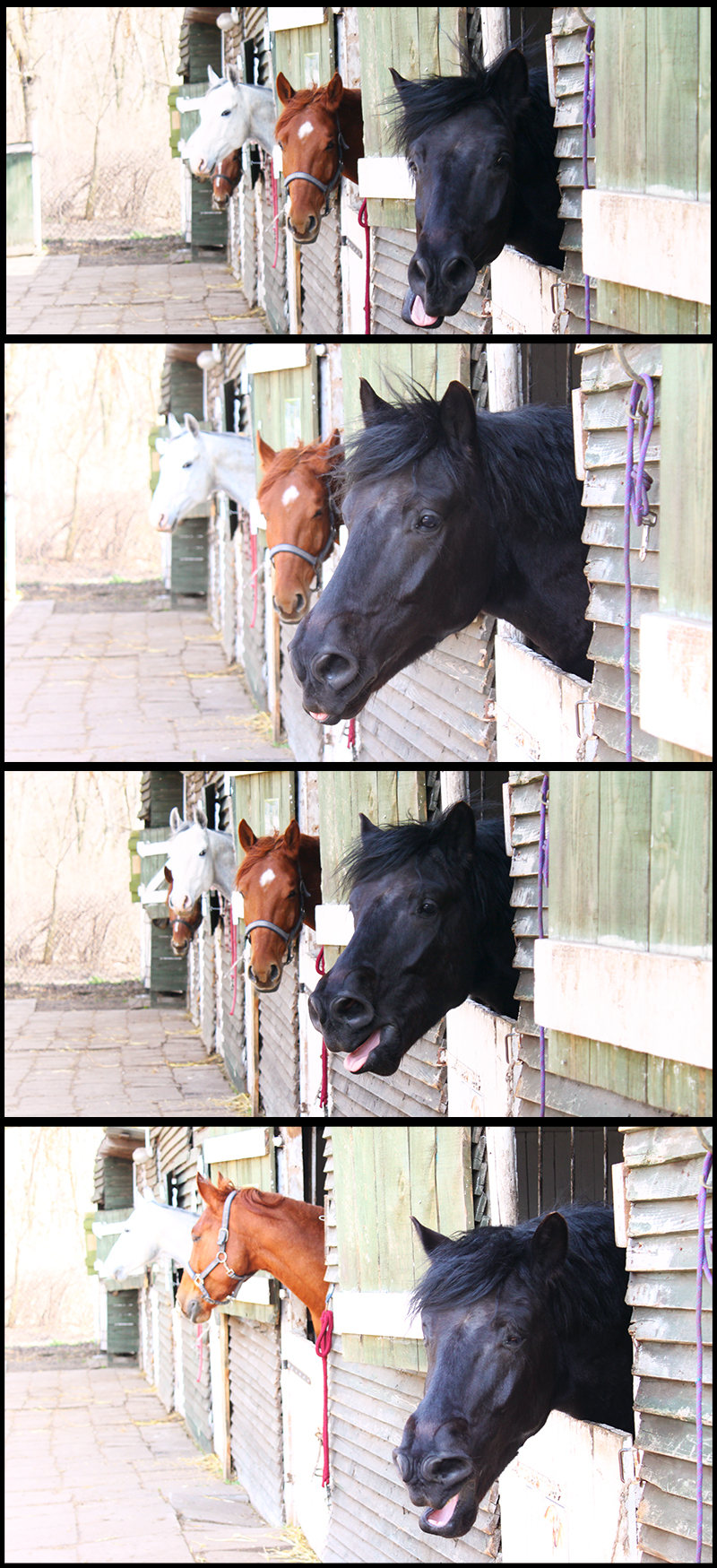 Próbowałam zrobić koniom ładne zdjęcie. Wszystkie ładnie pozowały, poza tym karym, który postanowił  sabotować mi fotę. Cztery kolejne ujęcia... 